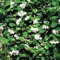 Stephanotis Floribunda